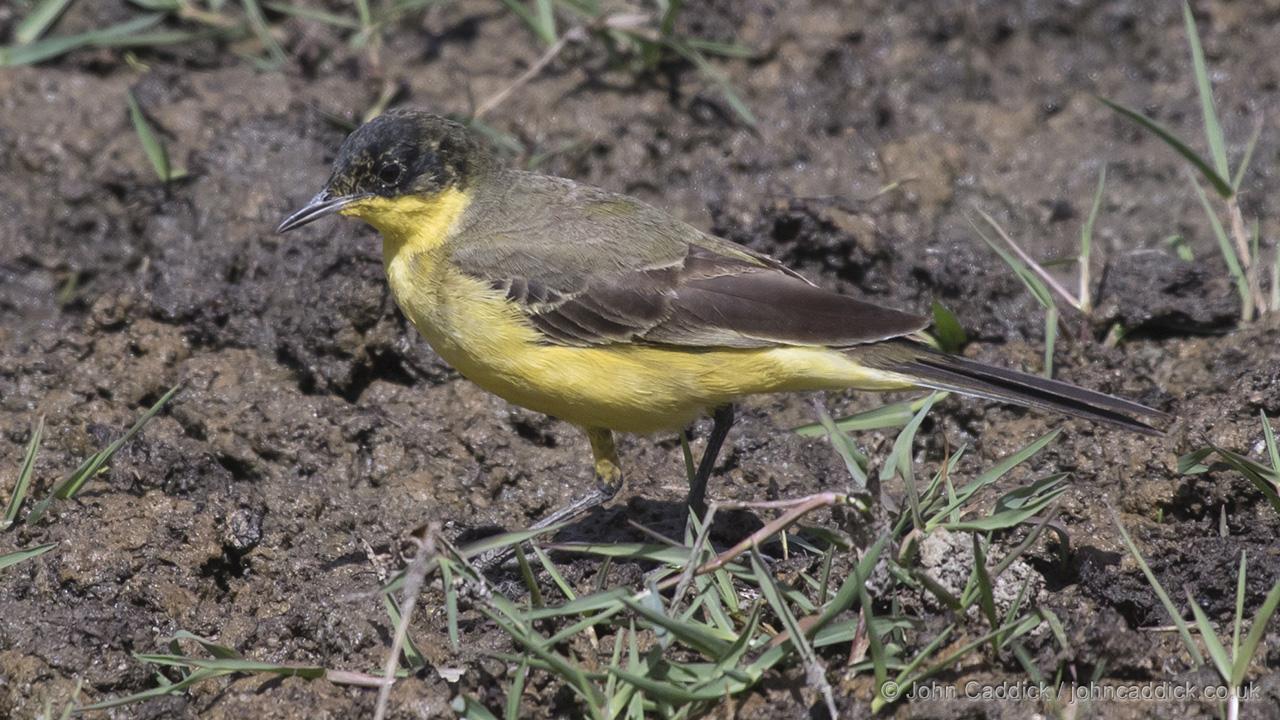 Western Yellow Wagtail