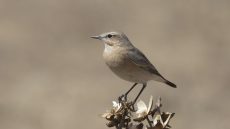 Isabelline Wheatear
