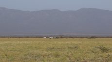 Sarite Plain