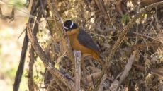 Ruppell’s Robin-Chat