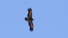 Steppe Eagle in flight