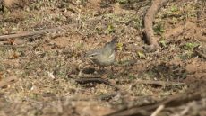 Warbler?