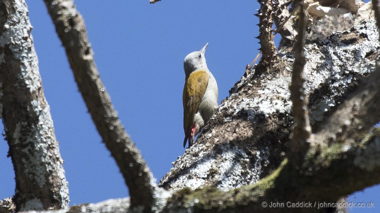 Eastern Grey Woodpecker