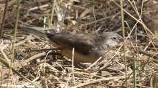 Common Waxbill juenile