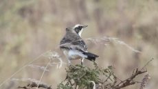 Pied Wheatear