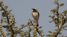 Pied Wheatear male