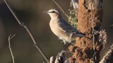 Isabelline Wheatear