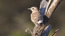 Isabelline Wheatear