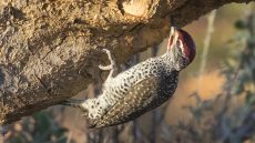 Male Nubian Woodpecker