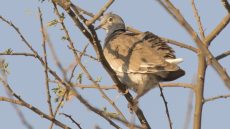 White-winged Collared Dove
