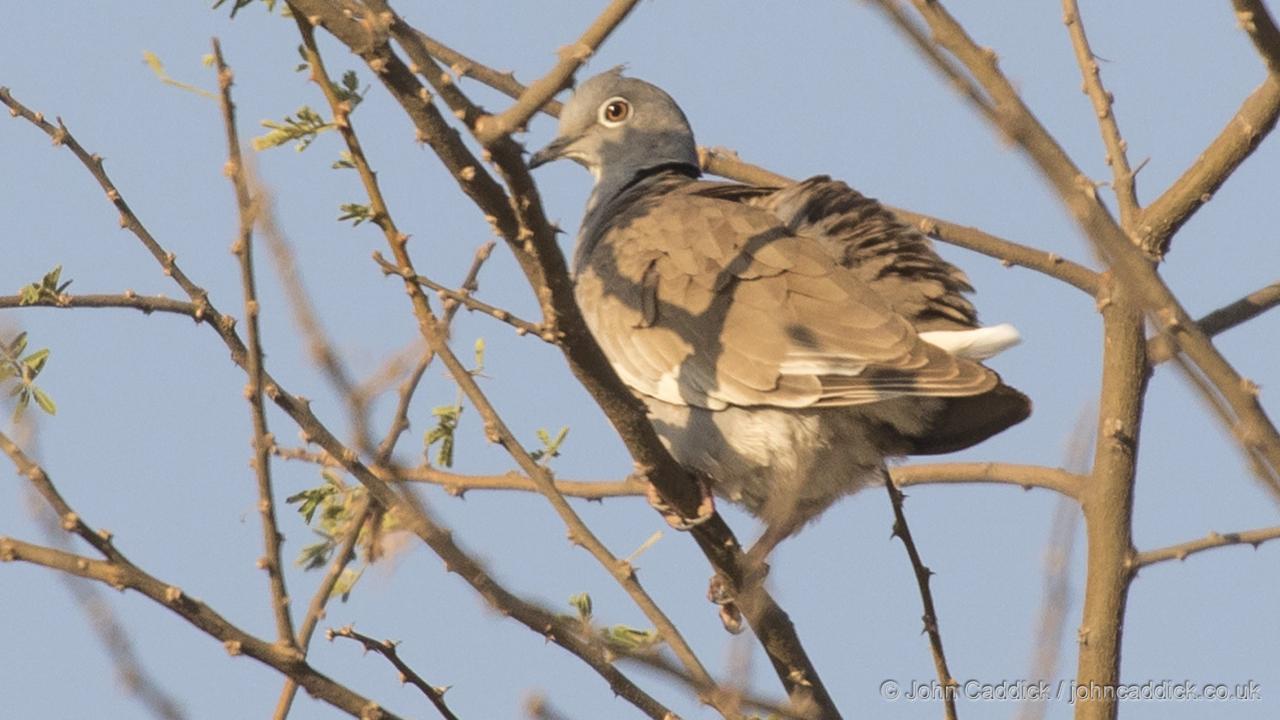 White-winged Collared Dove