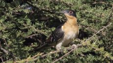Great Spotted Cuckoo juvenile