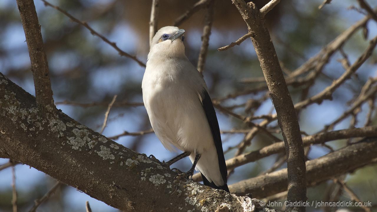 Stresemann’s Bushcrow