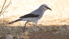 Stresemann’s Bushcrow