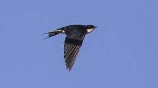 White-tailed Swallow