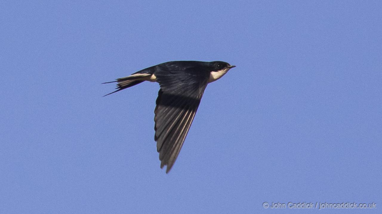 White-tailed Swallow
