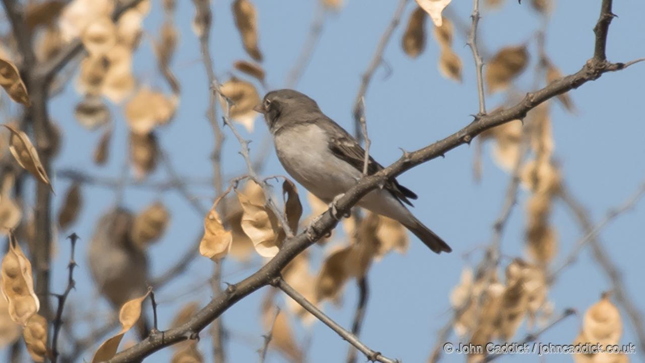 Yellow-spotted Petronia
