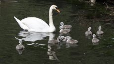 Mute Swan with cygnets