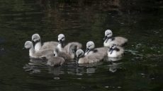 Mute Swan cygnets
