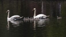 Adult Mute Swans with cygnets