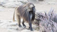 Gelada male