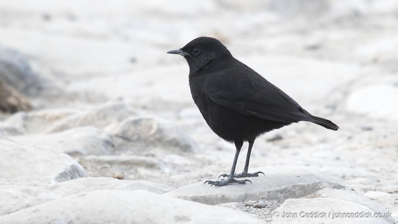 Ruppell’s Black Chat