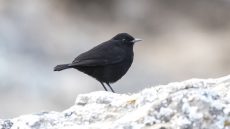 Ruppell’s Black Chat