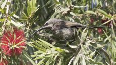 Tacazze Sunbird female