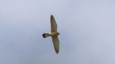 Lanner Falcon