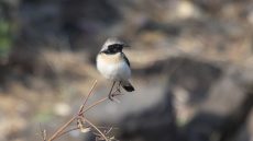 Pied Wheatear male