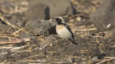 Pied Wheatear adult male
