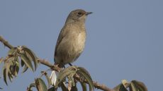 Moorland Chat