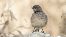 Moorland Chat