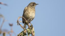 Moorland Chat