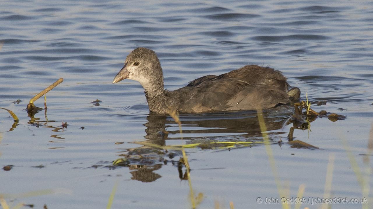 Red-knobbed Coot juvenile