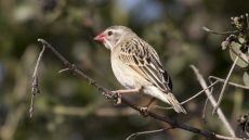 Red-billed Quelea non-breeding