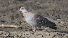 Speckled Pigeon