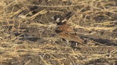 Chestnut-backed Sparrow-Lark