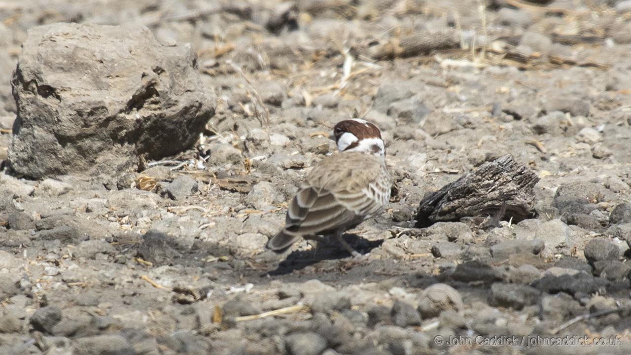 Chestnut-headed Sparrow-Lark male