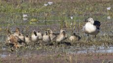 Knob-billed Duck