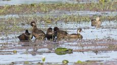 Southern Pochard male and female