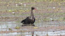 Spur-winged Goose