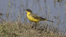 Western Yellow Wagtail