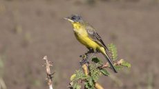 Western Yellow Wagtail