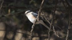 Masked Shrike