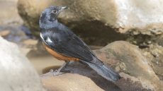 Mocking Cliff Chat