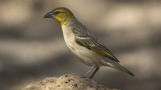 Village Weaver adult female