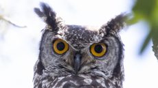 Spotted Eagle Owl