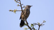 Karoo Scrub Robin