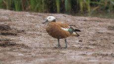 South African Shelduck female